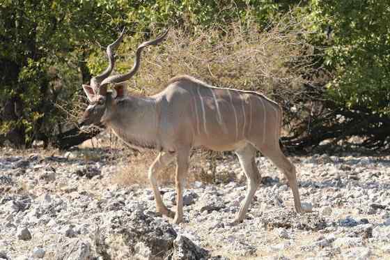 大型羚羊  扭角林羚 Tragelaphus strepsiceros