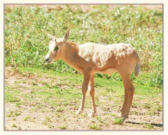 阿拉伯大羚羊 Arabian Oryx