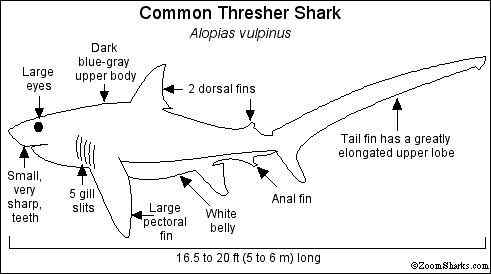 长尾巴的鲨鱼  弧形长尾鲨 Alopias vulpinus