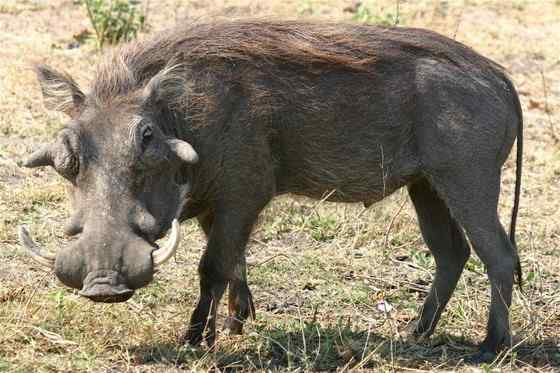 ubuntu开发代号 狮子王的好伙伴  疣猪