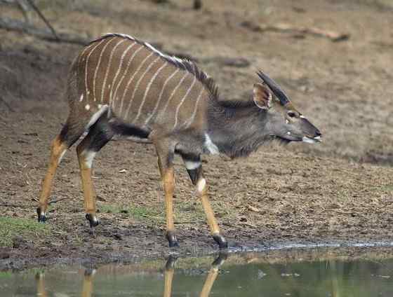 淡蓝色的羚羊——东非条纹羚 Tragelaphus angasii