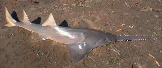 锯鳐 sawfish