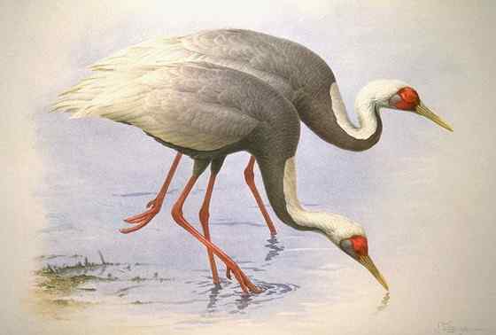 大型涉禽白枕鹤 White naped Crane