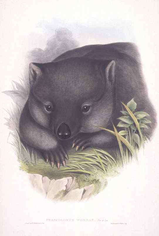 澳洲考拉 袋熊 澳洲考拉 袋熊