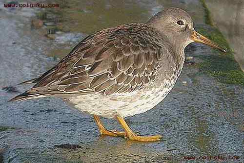 世界纸币协会的动物版纸币 世界纸币协会的动物版纸币