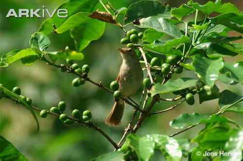 佛得角埃斯库多——佛得角鸣鸟、佛得角蝗