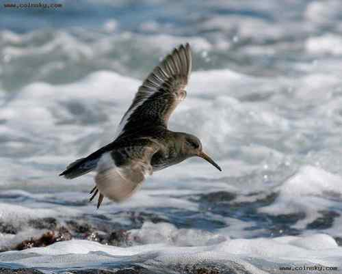 法罗群岛克郎——紫鹬