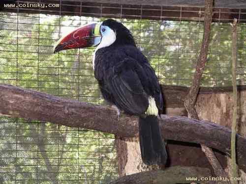 白喉巨嘴鸟 White throated Toucan 白喉巨嘴鸟 White throated Toucan