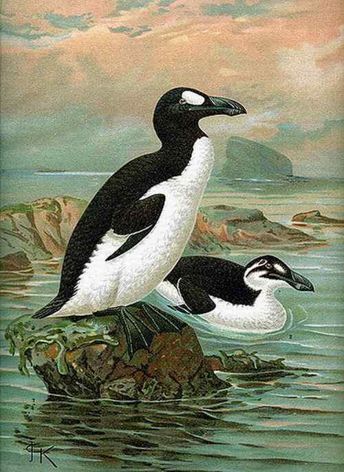 南极洲代用券——大海雀