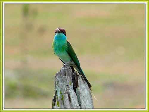 新加坡蓝喉蜂虎 新加坡蓝喉蜂虎