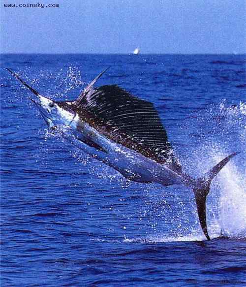 塞舌尔500卢比上面的动、植物