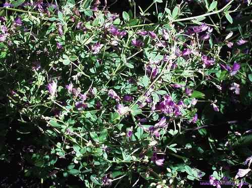 苏里南王霸鹟 Royal Flycatcher