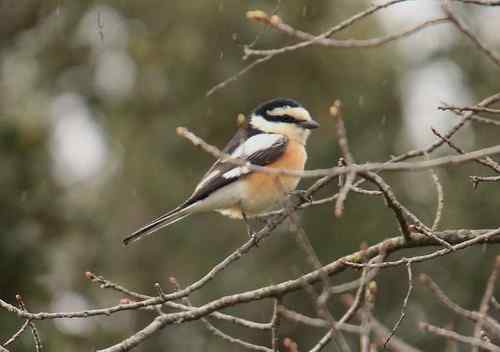 塞浦路斯鸣鸟 塞浦路斯鸣鸟
