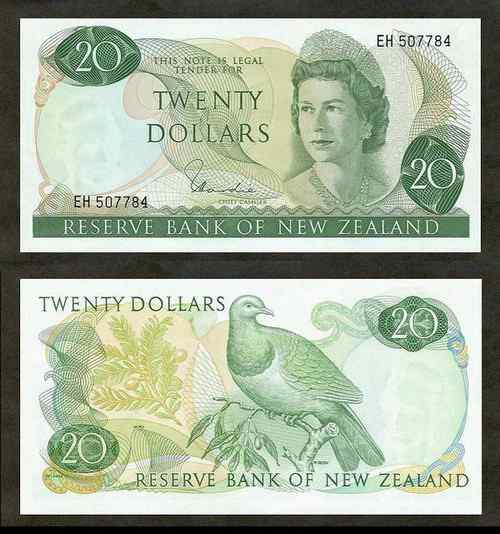 新西兰新西兰鸠