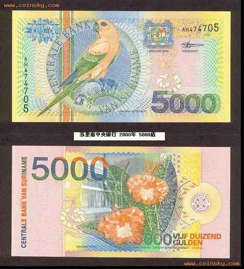 苏里南太阳锥尾鹦鹉