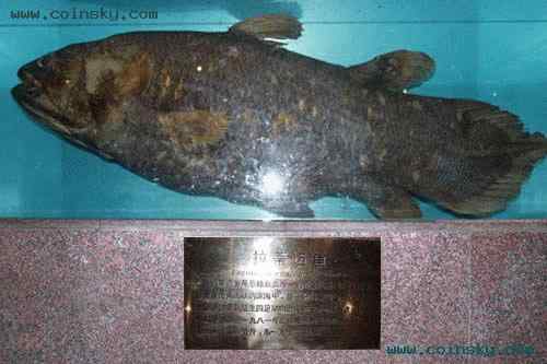 世界纸币协会的动物版纸币 世界纸币协会的动物版纸币