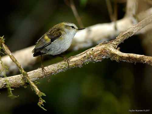 新西兰刺鹩（liáo）