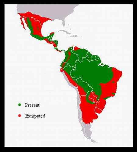 哥斯达黎加科郎——美洲豹和巨嘴鸟 哥斯达黎加科郎——美洲豹和巨嘴鸟