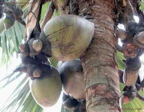 塞舌尔500卢比上面的动、植物