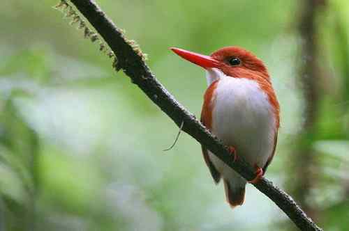 马达加斯加法郎上面的动植物