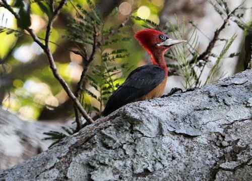 红颈啄木鸟 Red necked Woodpecker 红颈啄木鸟 Red necked Woodpecker