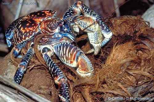 塞舌尔蓝鸽 Blue Pigeon