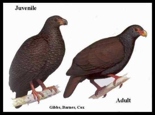 世界纸币协会的动物版纸币 世界纸币协会的动物版纸币