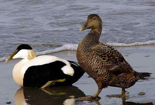 丹麦克郎——绒鸭 丹麦克郎——绒鸭