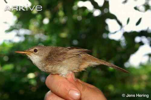佛得角埃斯库多——佛得角鸣鸟、佛得角蝗