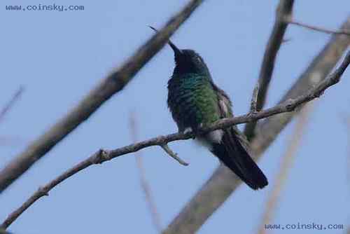 绿喉芒果蜂鸟 Green throated Mango