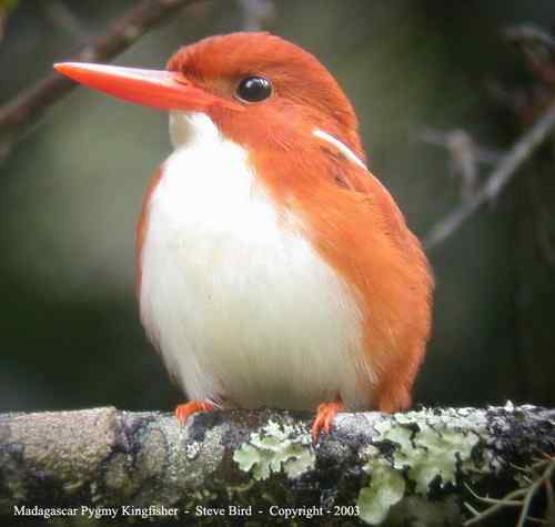 马达加斯加法郎上面的动植物