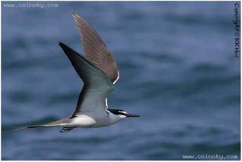 猪笼草、褐翅燕鸥 bridled tern