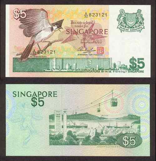 新加坡红耳鹎
