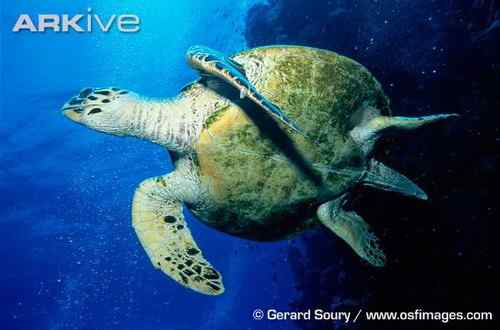 巴西玳瑁 巴西玳瑁