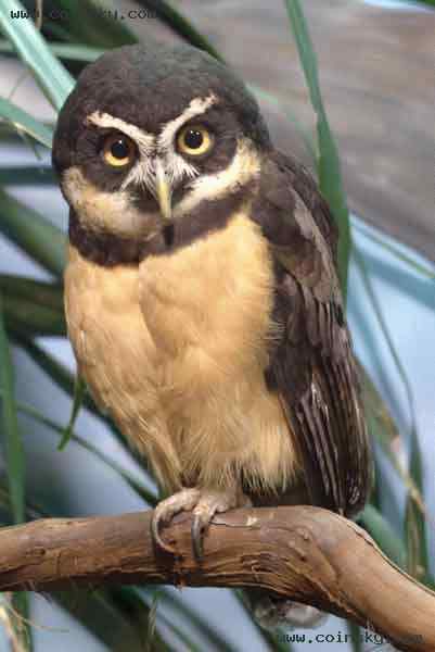 苏里南猫头鹰——眼镜鸮