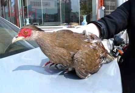 白鹇闯进居民家