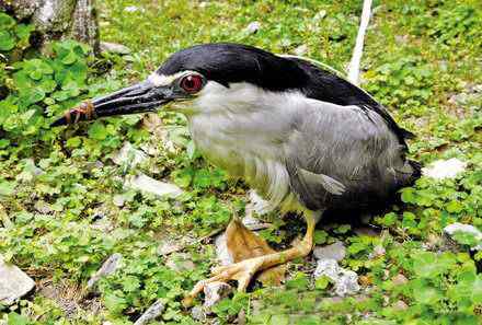 菜场救回怪鸟——夜鹭