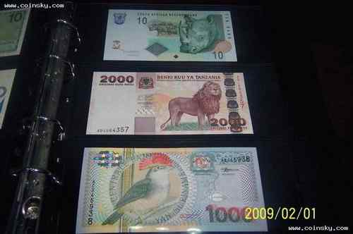 苏里南王霸鹟 Royal Flycatcher