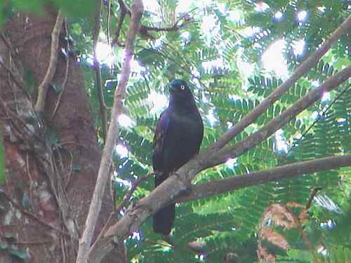 圣多美和普林西比5000多布拉——普林西比辉椋鸟