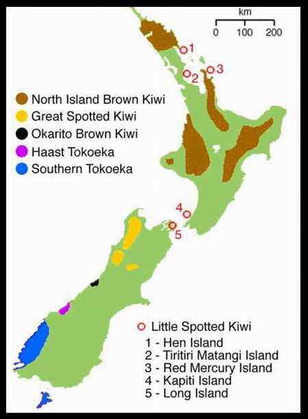 新西兰先令——几维鸟