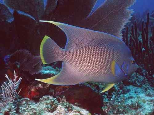 百慕大蓝纹神仙鱼