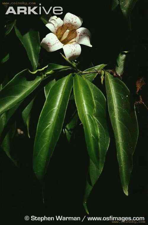 塞舌尔蓝鸽 Blue Pigeon