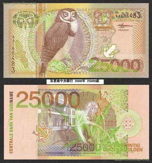 苏里南猫头鹰——眼镜鸮