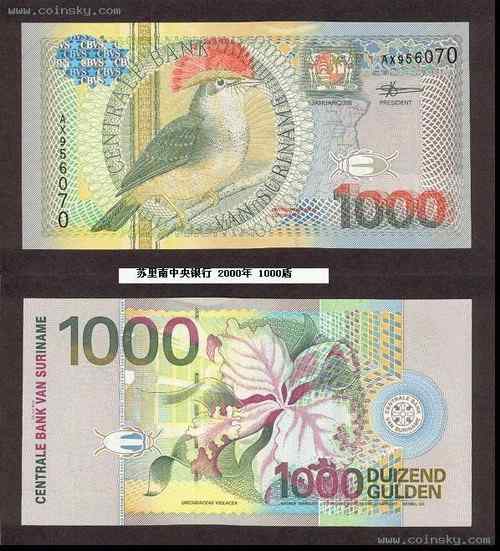 苏里南王霸鹟 Royal Flycatcher