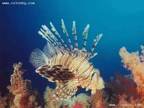 塞舌尔蓝鸽 Blue Pigeon