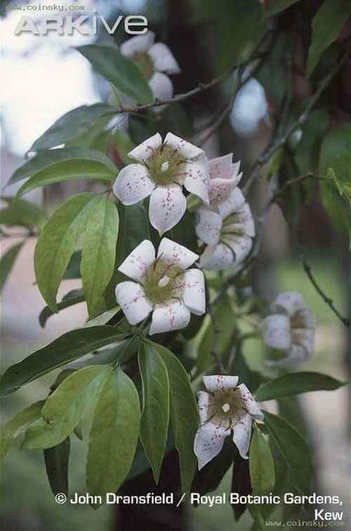塞舌尔蓝鸽 Blue Pigeon