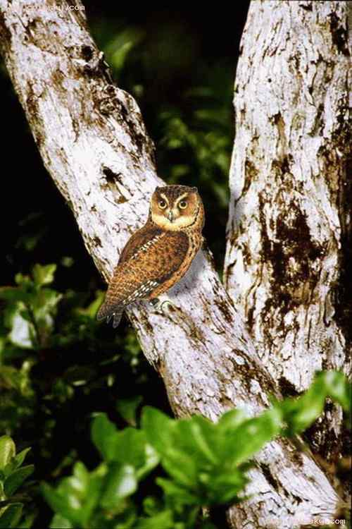 塞舌尔500卢比上面的动、植物