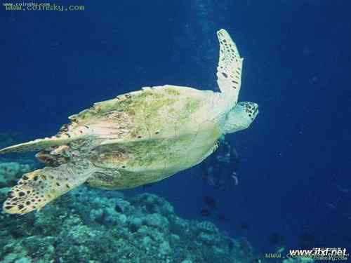 塞舌尔白燕鸥  Fairy Terns 