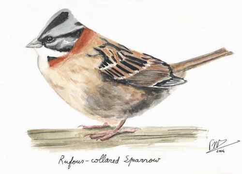 荷属安的列斯盾——褐领雀