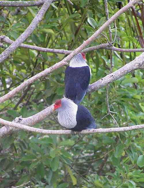 塞舌尔蓝鸽 Blue Pigeon